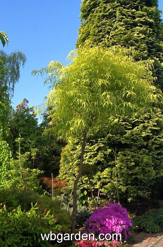 wbgarden spring 19.JPG